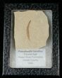 Fossil Pseudosalix Leaf - Green River Formation #16307-2